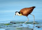 Richard Hall_Lily-Trotter, African Jacana (The Nature Trophy for Best Nature Print and The Society Trophy for Best Print in the Exhibition).jpg : African Jacana, Birds, Chobe